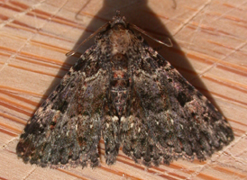 Common Fungus Moth